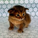 Roger-male-Somali-cat-puppy-for-sale-1 (3)