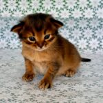 Roger-male-Somali-cat-puppy-for-sale-1 (4)