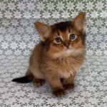 Saigon-male-Somali-cat-puppy-for-sale-1 (4)