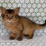 Sakar-male-Somali-cat-puppy-for-sale-1 (1)