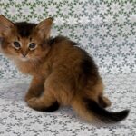Sakar-male-Somali-cat-puppy-for-sale-1 (3)