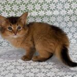 Sakar-male-Somali-cat-puppy-for-sale-1 (4)