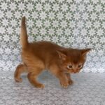 Sunny-male-Somali-cat-puppy-for-sale-1 (1)