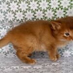 Sunny-male-Somali-cat-puppy-for-sale-1 (2)