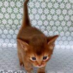 Sunny-male-Somali-cat-puppy-for-sale-1 (3)
