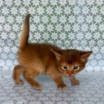 Sunny-male-Somali-cat-puppy-for-sale-1 (4)