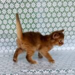 Sunny-male-Somali-cat-puppy-for-sale-1 (5)