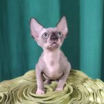 Titan-male-Sphynx-cat-puppy-for-sale-1 (2)