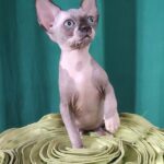 Titan-male-Sphynx-cat-puppy-for-sale-1 (3)