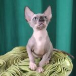 Titan-male-Sphynx-cat-puppy-for-sale-1 (4)