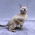 Tom-male-Bengal-cat-puppy-for-sale-1 (1)