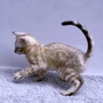 Tom-male-Bengal-cat-puppy-for-sale-1 (2)