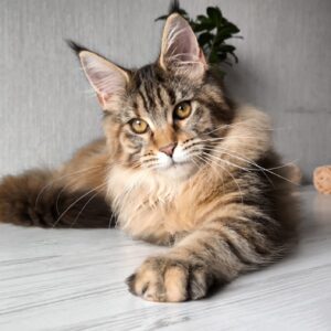 Daisy Maine Coon