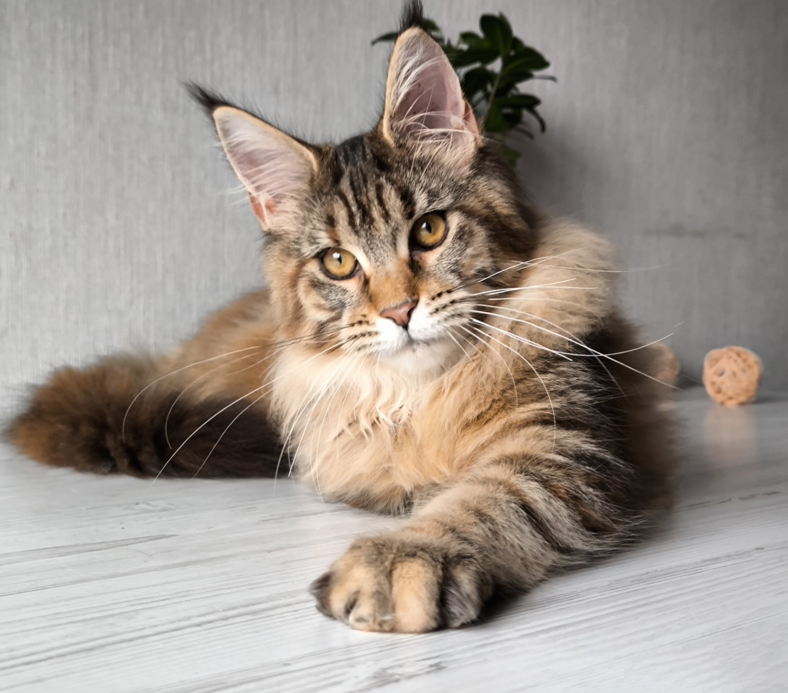 Daisy Maine Coon