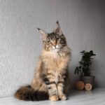 Daisy-female-maine-Coon-cat-puppy-for-sale-1 (2)