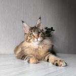 Daisy-female-maine-Coon-cat-puppy-for-sale-1 (3)