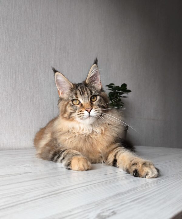 Daisy Maine Coon