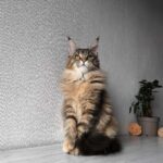Daisy-female-maine-Coon-cat-puppy-for-sale-1 (4)