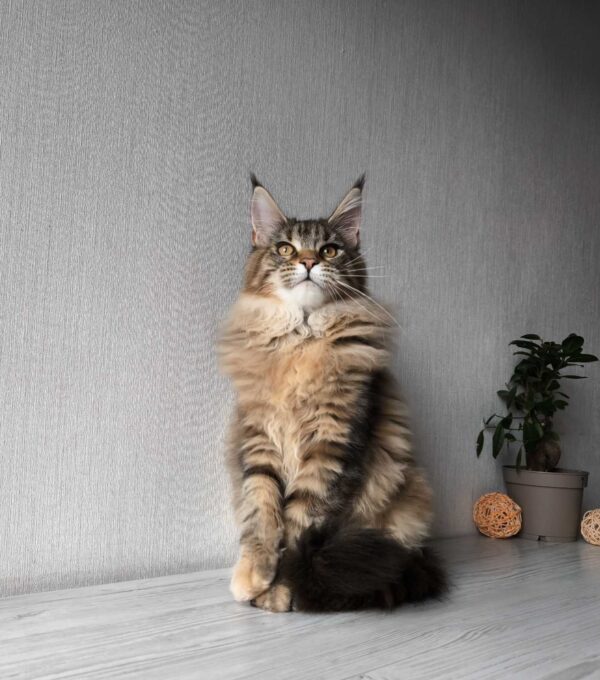 Daisy Maine Coon