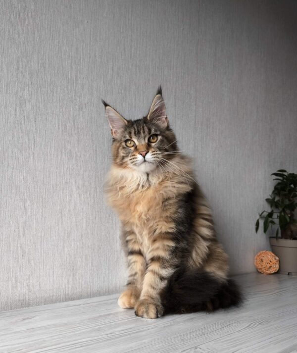 Daisy Maine Coon