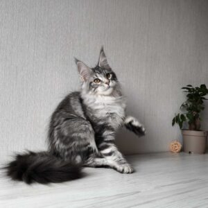 Florida Maine Coon