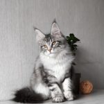 Florida-female-maine-Coon-cat-puppy-for-sale-1 (2)