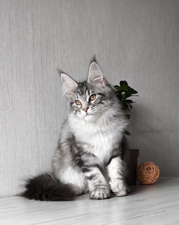 Florida Maine Coon