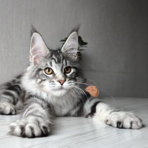 Florida Maine Coon
