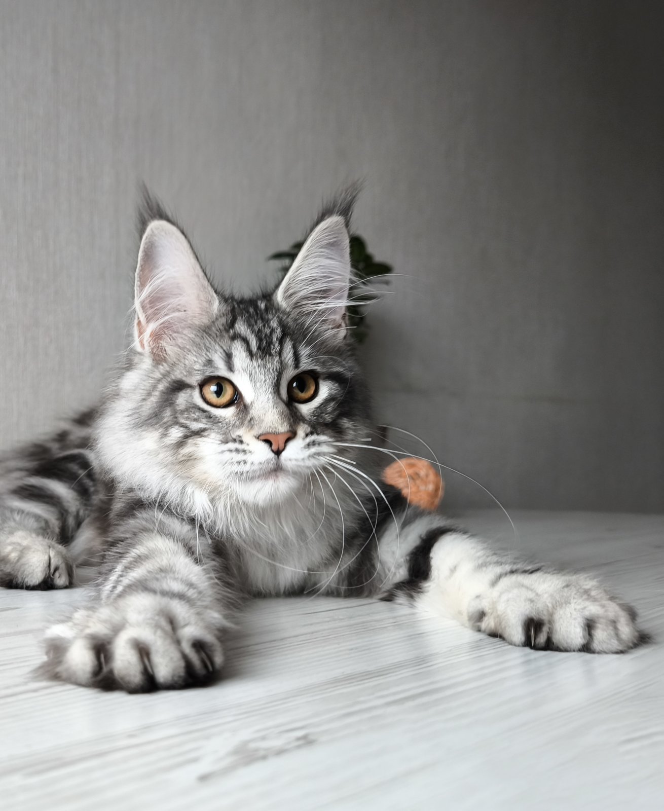 Florida Maine Coon