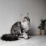 Florida-female-maine-Coon-cat-puppy-for-sale-1 (4)