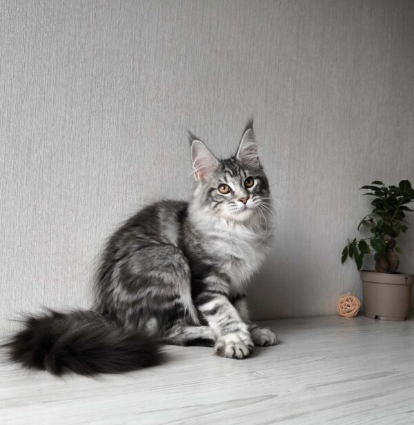 Florida Maine Coon