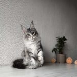 Florida-female-maine-Coon-cat-puppy-for-sale-1 (5)
