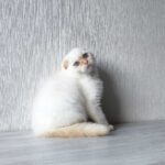 Heart-male-Scottish-fold-cat-puppy-for-sale-1 (1)