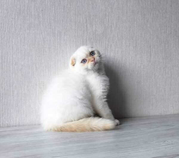 Heart Scottish Fold