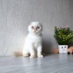 Heart-male-Scottish-fold-cat-puppy-for-sale-1 (2)