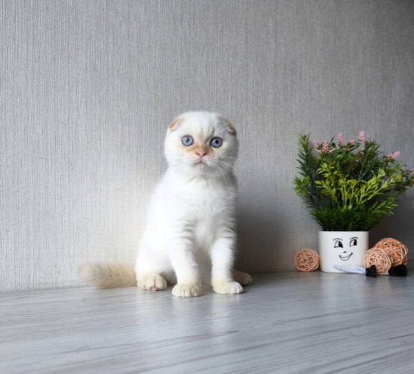 Heart Scottish Fold