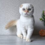 Heart-male-Scottish-fold-cat-puppy-for-sale-1 (3)