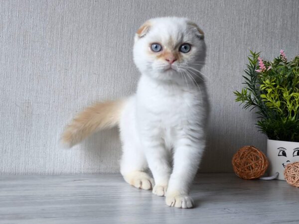 Heart Scottish Fold
