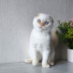 Justin Scottish Fold