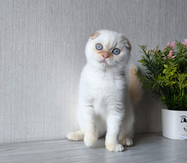 Heart Scottish Fold