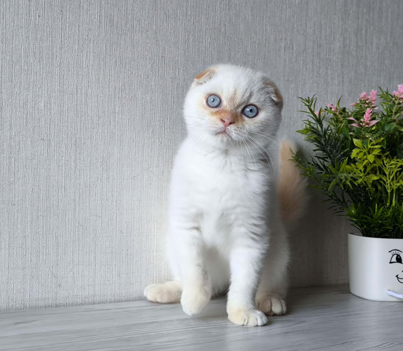 Heart Scottish Fold