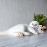 Heart-male-Scottish-fold-cat-puppy-for-sale-1 (5)