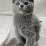 Luntik-male-Russian-Blue-cat-puppy-for-sale-1 (1)