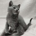 Luntik-male-Russian-Blue-cat-puppy-for-sale-1 (2)