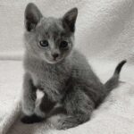 Luntik-male-Russian-Blue-cat-puppy-for-sale-1 (3)