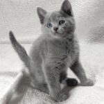 Luntik-male-Russian-Blue-cat-puppy-for-sale-1 (4)