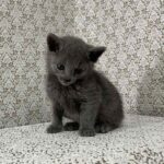 Max-male-Russian-Blue-cat-puppy-for-sale-1 (1)