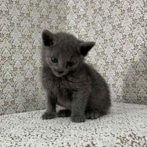Max Russian Blue