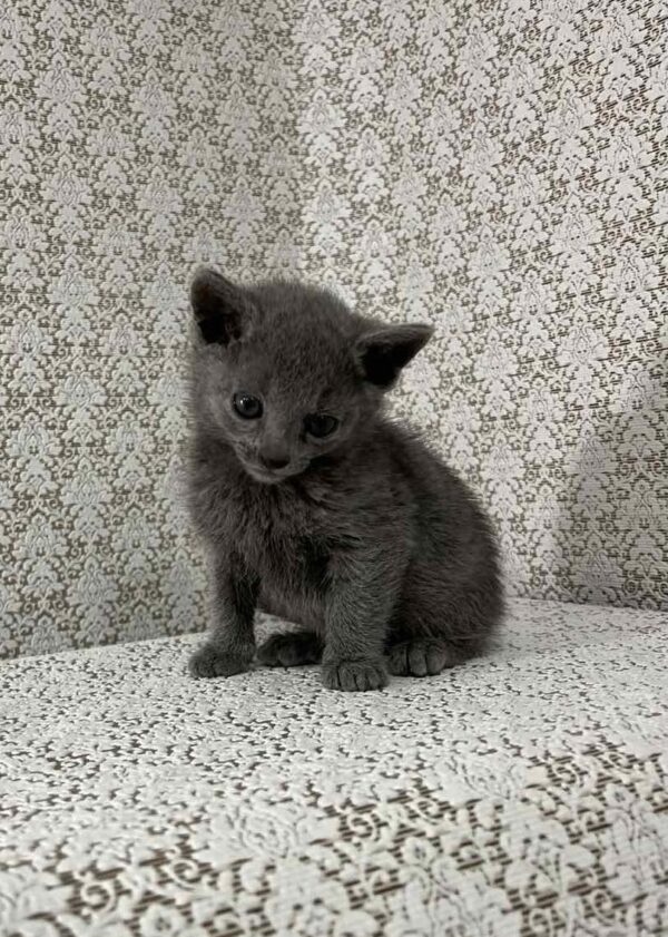 Max Russian Blue