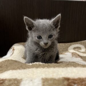 Max Russian Blue